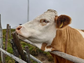 Close-up of a cow