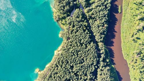 High angle view of tree trunk