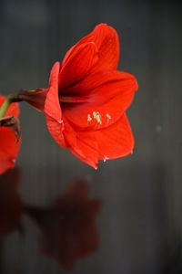 Close-up of red hibiscus flower