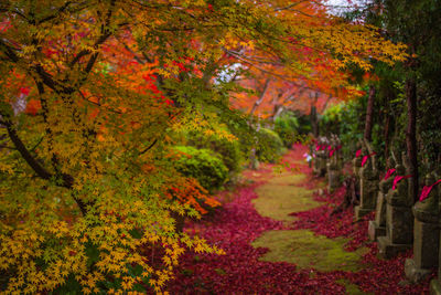 Footpath amidst trees in park during autumn