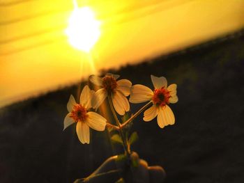 Close-up of cosmos flowers blooming against sky during sunset