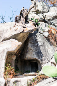 Low angle view of rock formation on tree