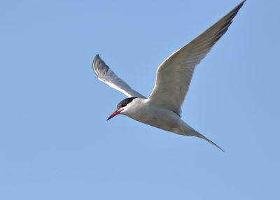 Low angle view of seagull flying