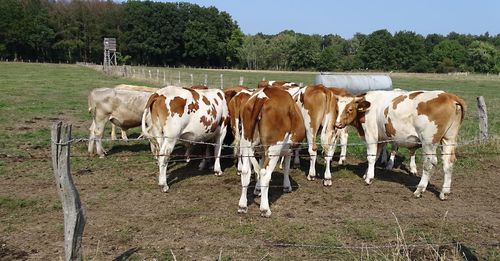 Cows grazing in field