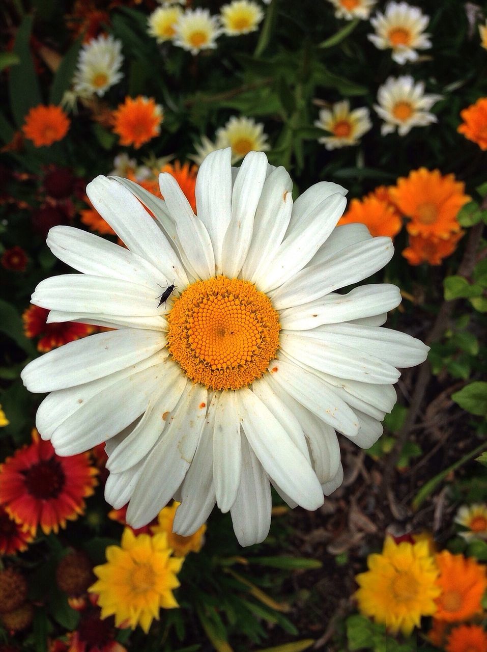 flower, petal, freshness, flower head, fragility, pollen, growth, beauty in nature, blooming, close-up, daisy, yellow, nature, focus on foreground, in bloom, plant, white color, field, high angle view, single flower