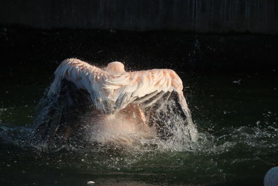 Close-up of pelican swimming in sea