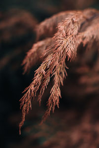 Autumn wild dry brown plant on a blurred background. september details of nature. natural. 