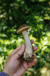 Close-up of hand holding plant