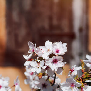 Close-up of pink flowers