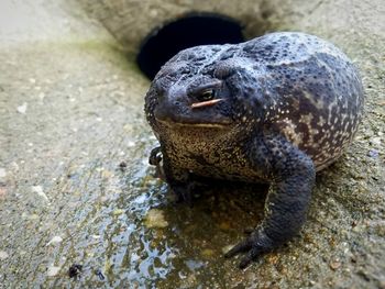 Close-up of frog