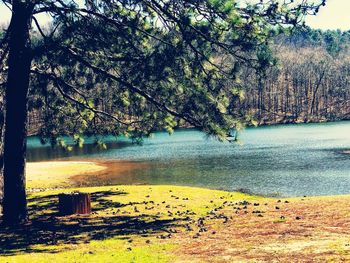 Scenic view of lake in forest