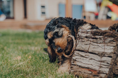 Cheeky two month old cockapoo puppy chewing a wooden bird house in the garden, selective focus.