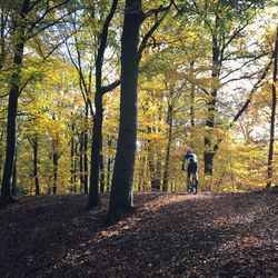 Rear view of man cycling in forest during autumn