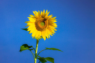Close-up of sunflower against blue sky