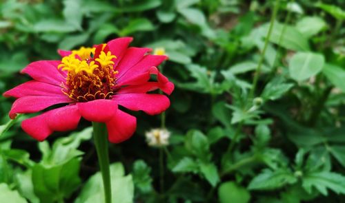 Close-up of pink flowering plant in park