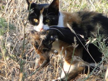 Cat on grass