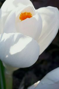 Close-up of white flowers