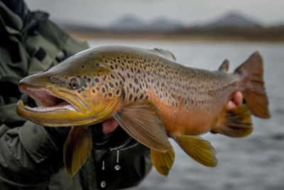 Close-up of fish in lake