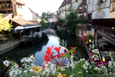 Close-up of flowers against canal amidst buildings in city