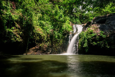 Scenic view of waterfall in forest