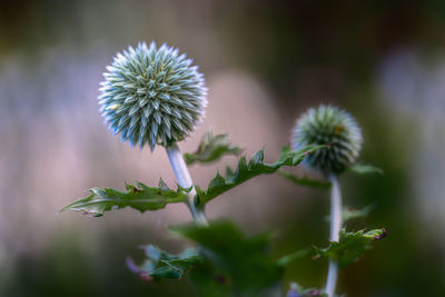 Close-up of white dandelion flower in field