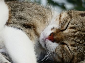 Close-up of cat sleeping