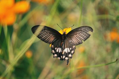 Close-up of butterfly on plant