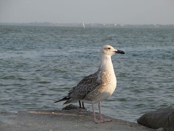 Bird perching by sea against sky