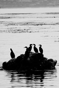 View of birds in water