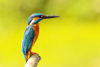 Close-up of bird perching outdoors