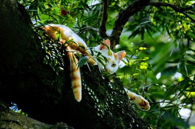 Low angle view of bird perching on tree