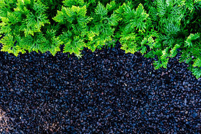 High angle view of plant growing on land