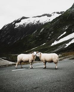 Sheep standing on road against mountains