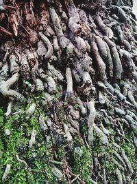 Full frame shot of tree trunk in forest