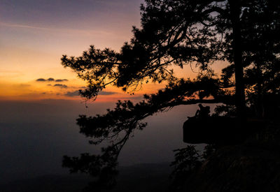 Silhouette tree by plants against sky during sunset