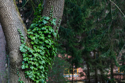 Close-up of moss growing on tree trunk