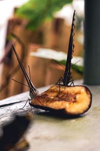 Close-up of butterfly on dry leaf