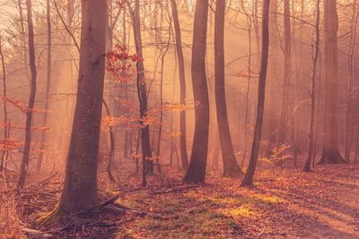 Trees growing in forest