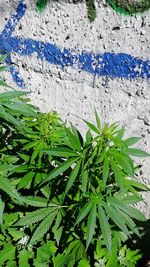 High angle view of plants growing against wall