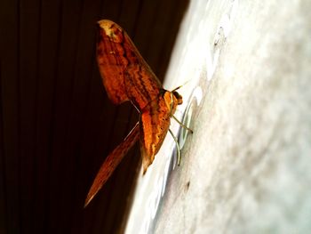 Close-up of insect