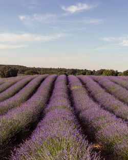 Scenic view of agricultural field against sky