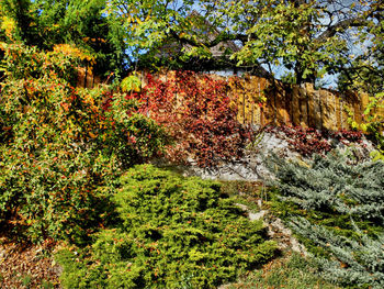 Scenic view of forest