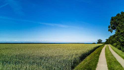 Scenic view of agricultural field against sky