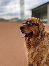 Close-up of a dog looking away