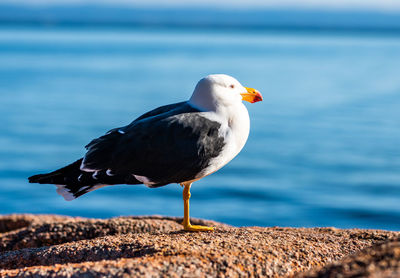 Close-up of seagull perching on a sea