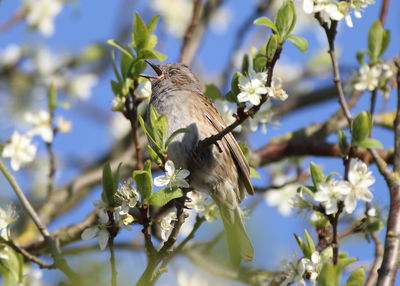 Close-up of bird perching on plant