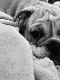 Close-up of a dog resting