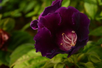 Close-up of purple flower blooming outdoors