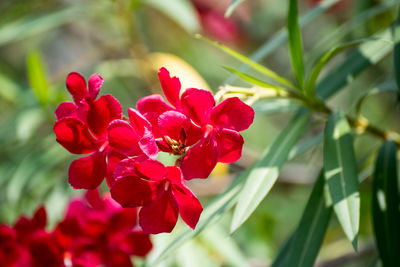 Close-up of red flowers blooming outdoors