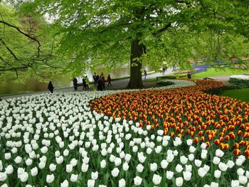 Flowers growing in park